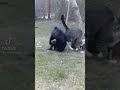 cat 1-0 dog 🤼 #cat #catlover  #fyp #fypシ #кот #dog #dogs #doglover #comedy #cute #funny #funnyvideo