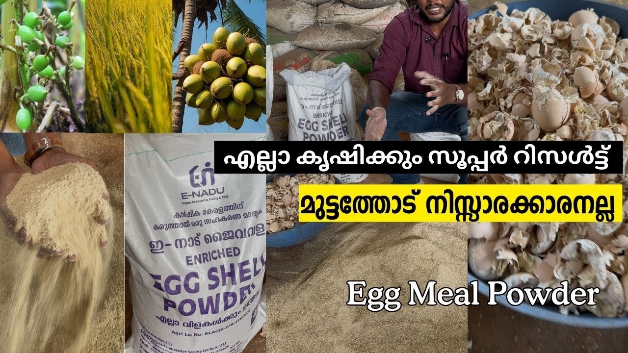 Egg Meal Powder- ഏലം നെല്ല് തെങ്ങ് കപ്പ വാഴ , പൂച്ചെടികൾ   എല്ലാ കൃഷിക്കും സൂപ്പർ റിസൾട്ട്