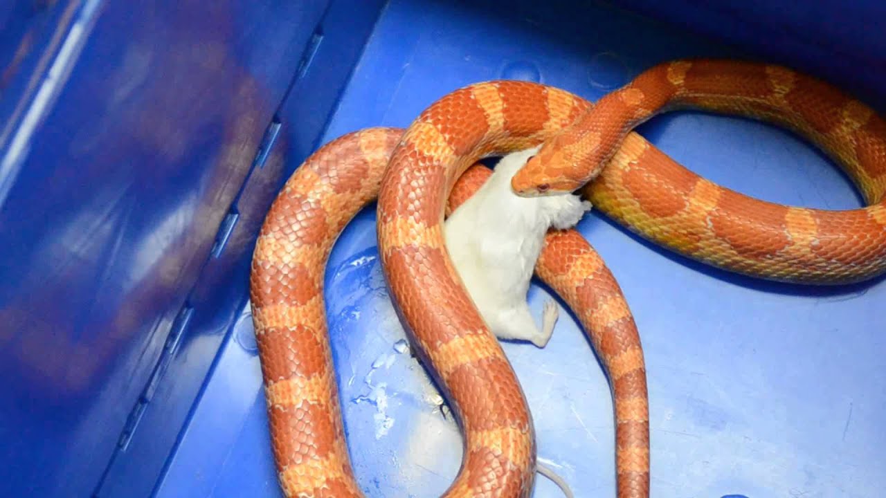 camera iphone 8 plus apk Užovka červená žere myš