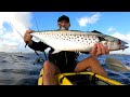 Catching Dinner + Deadbait Rig Instructions - Offshore Kayak Fishing Australia