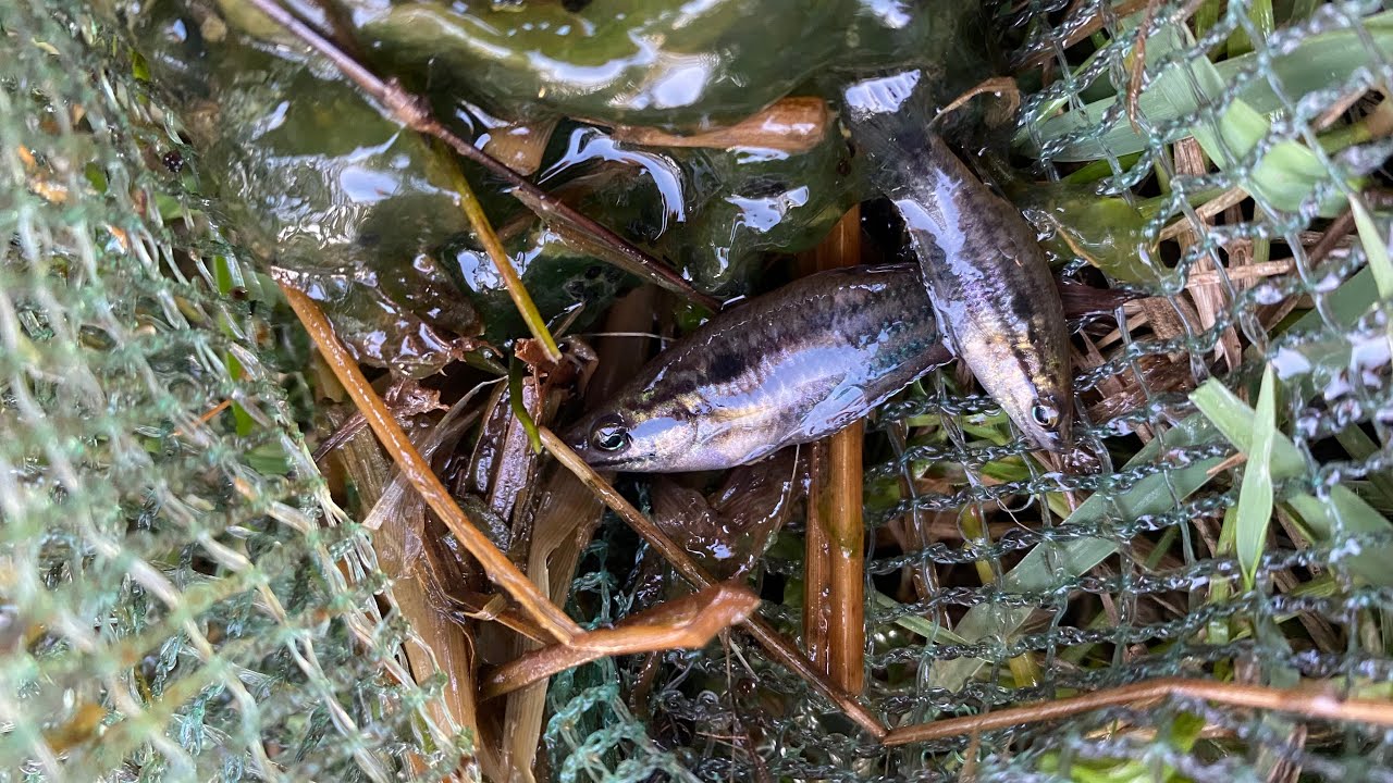 Amazing🐟🌿observe aquatic insects in rural frog, fish, and shrimp. 