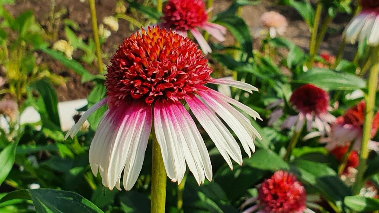 Три новинки для моего сада на 2026г.  Что хочу купить