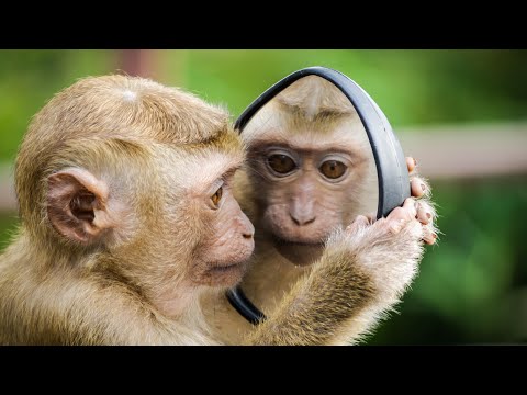 maymun videosu - gerçek maymun sesi - çocuklar için maymun videoları