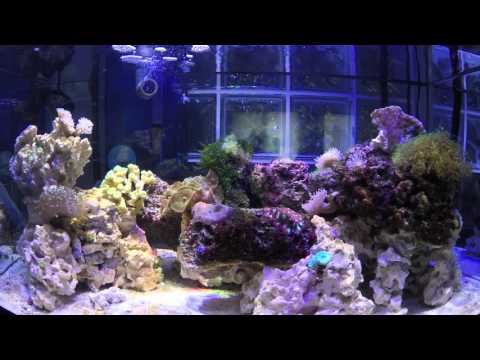 netduino controlled LED Reef Tank