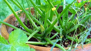 زراعة الكوسه zucchini cultivation