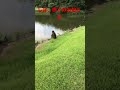 【恐怖映像】ゴルフ場にてティーショット前にボス猿さんが、、、【鳥肌】#shorts