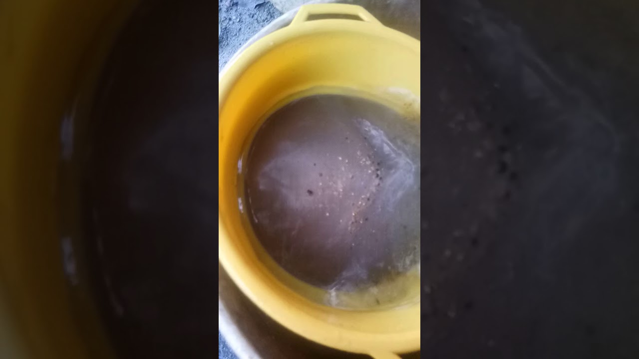 Cara memisahkan telur jangkrik 