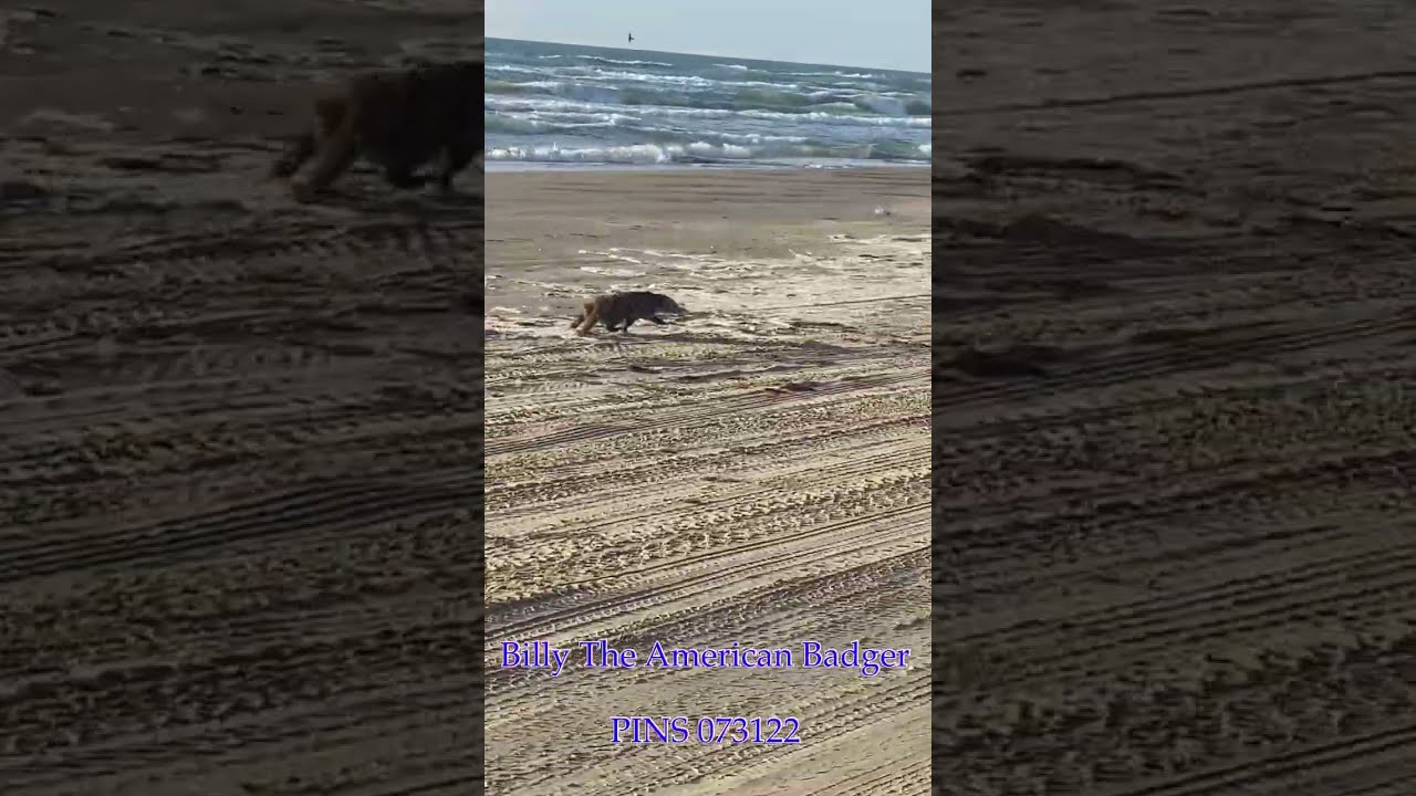 Billy The Badger On Padre Island National Seashore Texas 073122