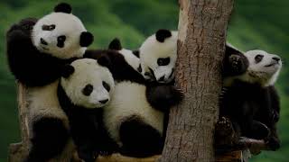 The most fascinating animal group behaviors.