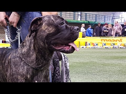 КАНЕ-КОРСО. Выставка собак LKBA CACIB «Планета собак 2016»