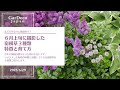 【６月なのに…もう梅雨明け？】６月上旬に撮影した宿根草３種類【日陰＆ジメジメOK】
