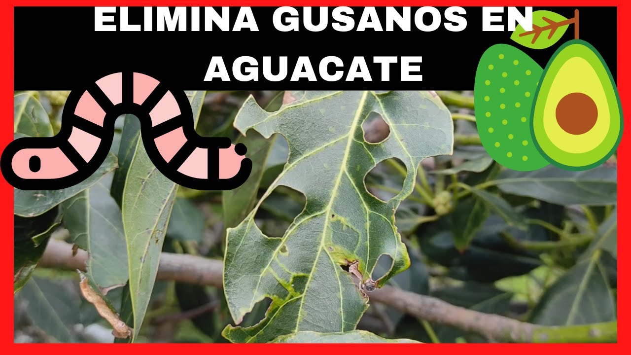 SOLUCION a los GUSANOS en tus ARBOLES de AGUACATE 🥑🐛 YouTube