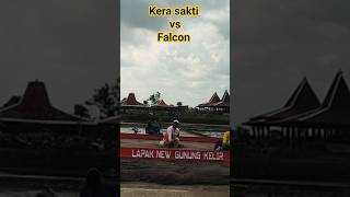 #lapakmerpati #lombamerpati performance kera sakti vs Falcon event New Ayla lapkol GK Bantul