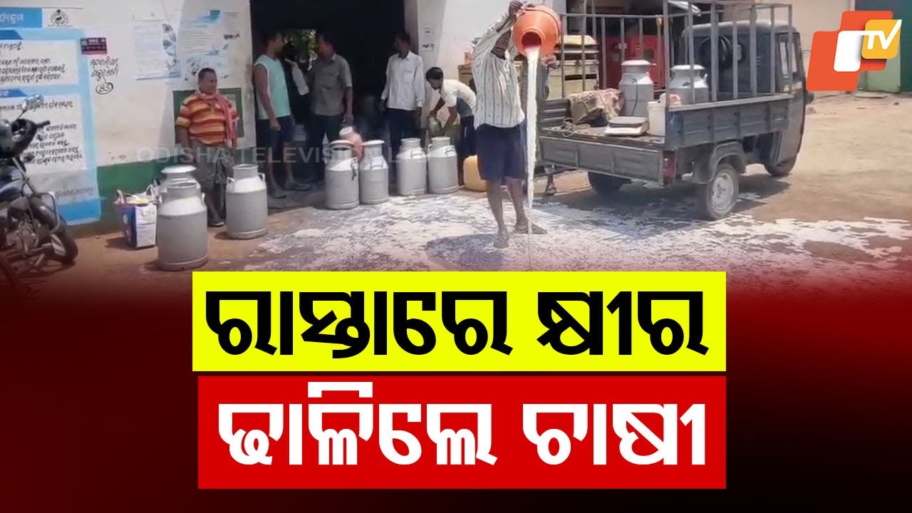 Milk Producers Protest in Chandbali! Farmers Spill Milk in Front of Cooperative Society