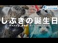 しぶき2歳の誕生日@しながわ水族館【ゴマフアザラシ】