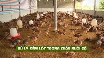 Hướng dẫn kỹ thuật xử lý đệm lót sinh học trong chăn nuôi gà | VTC16