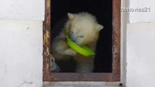 新しいおもちゃで遊ぶ双子のホッキョクグマ