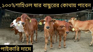 সবচেয়ে কম দামে শাহীওয়াল ষাঁড় গরুর দাম জানুন Sahiwal cow price in Bangladesh   Krishi Bangla