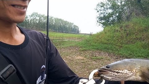 câu cá lóc _ một ngày đóng cá quá tệ