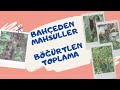 BAHÇEDEN MAHSULLER &amp; BÖĞÜRTLEN TOPLAMA