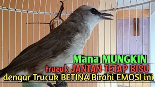 trucuk Betina memanggil jantan, Sangat ampuh untuk Pancingan trucukan gacor agar bunyi EMOSI