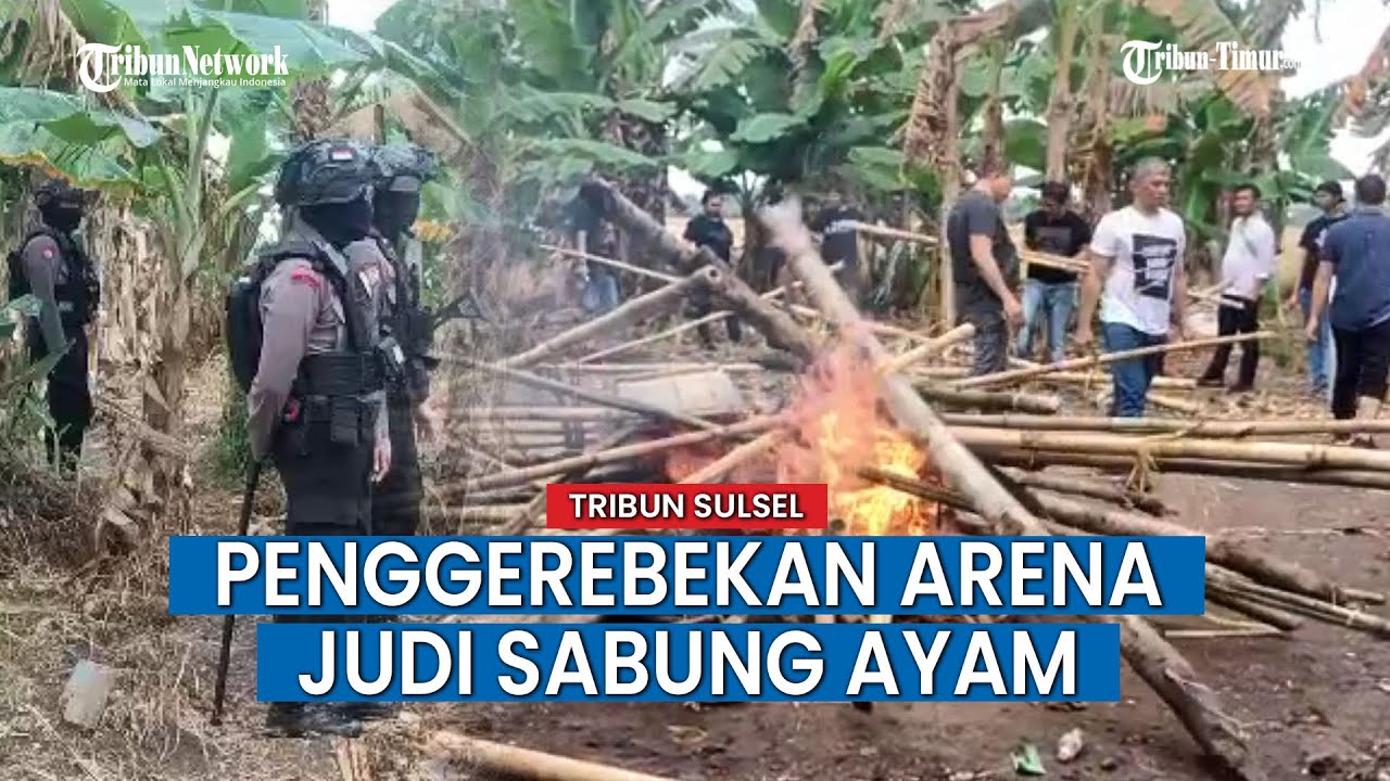 Polisi Gerebek dan Bakar Arena Judi Sabung Ayam di Pinrang