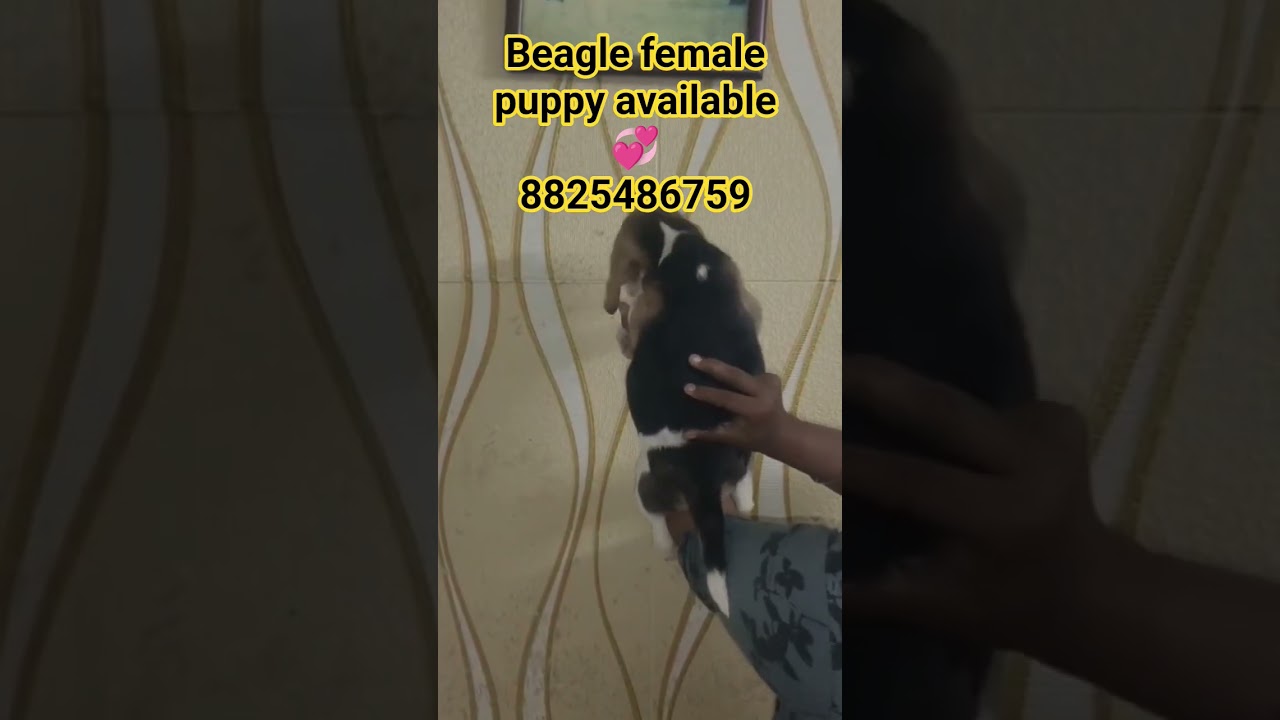 beagle female puppy available 