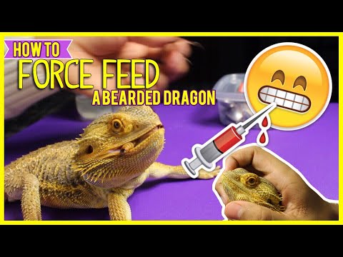 Comment imposez A Bearded Dragon! | Reptiles Animaux