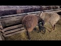Окот Эдильбаевских овец 2023