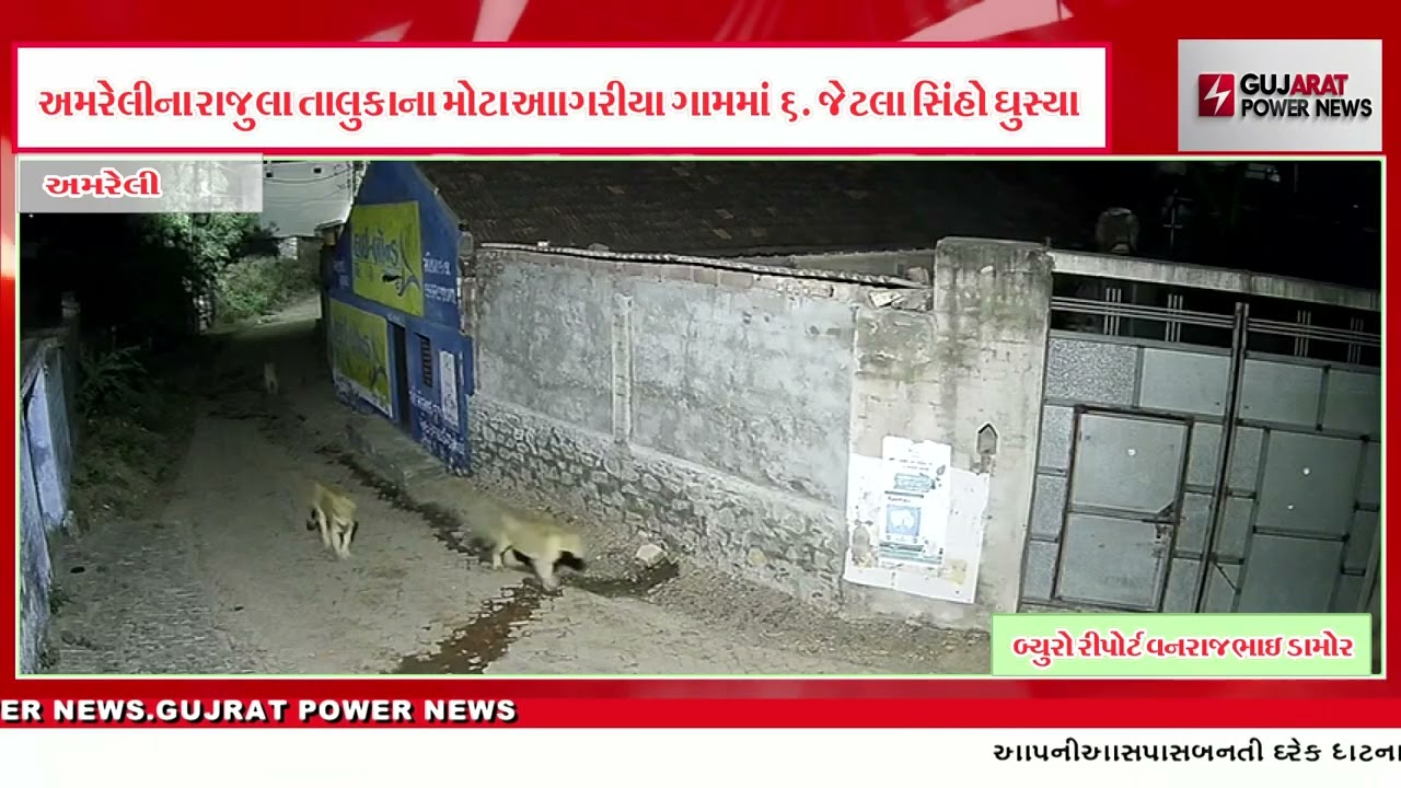 અમરેલી ના રાજુલા તાલુકાના મોટા આગરીયા માં 6.જેટલા સિંહો ઘુસ્યા 