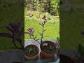 UTOPIST | Наш сад во Франции
