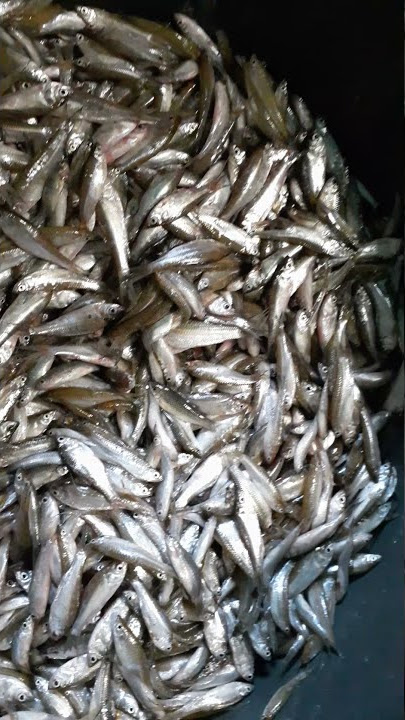 FISHING SELUANG GETS 1 BIG BUCKET #shorts