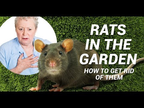 Rats in the garden: Advice, control and elimination - YouTube