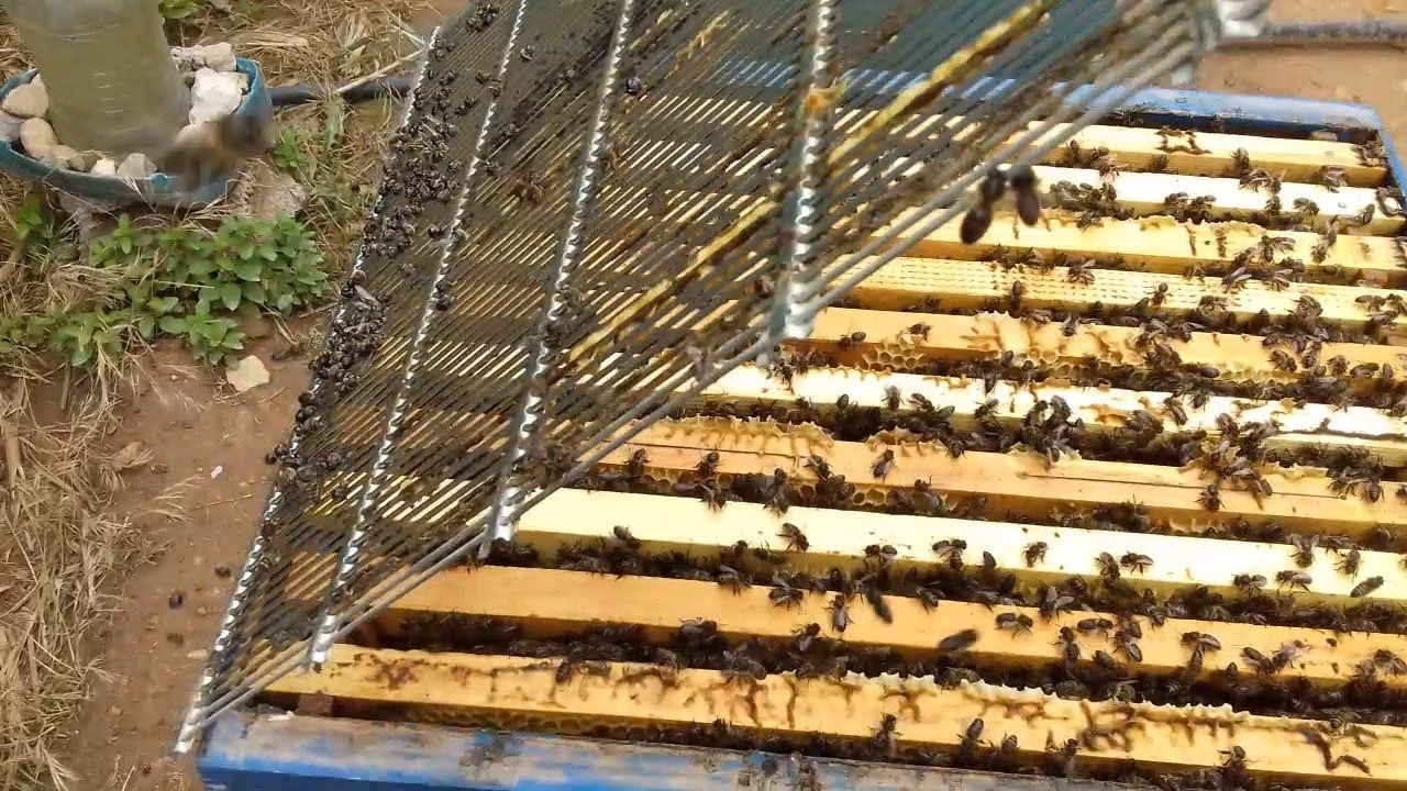 متى ننزع الحاجز الملكي او حاجز الملكات