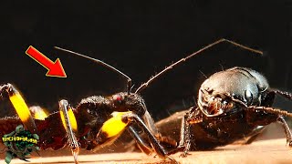 EPIC meeting! Assassin BUG and Carnivorous BEETLE【LIVE FEED】 by BICHOMANIA 10,701 views 5 months ago 4 minutes, 48 seconds