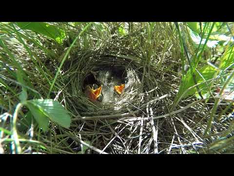 Трясогузка Желтая 150613
