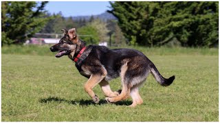 Easy-Going Obedience: Training with Valka at 5 Months!