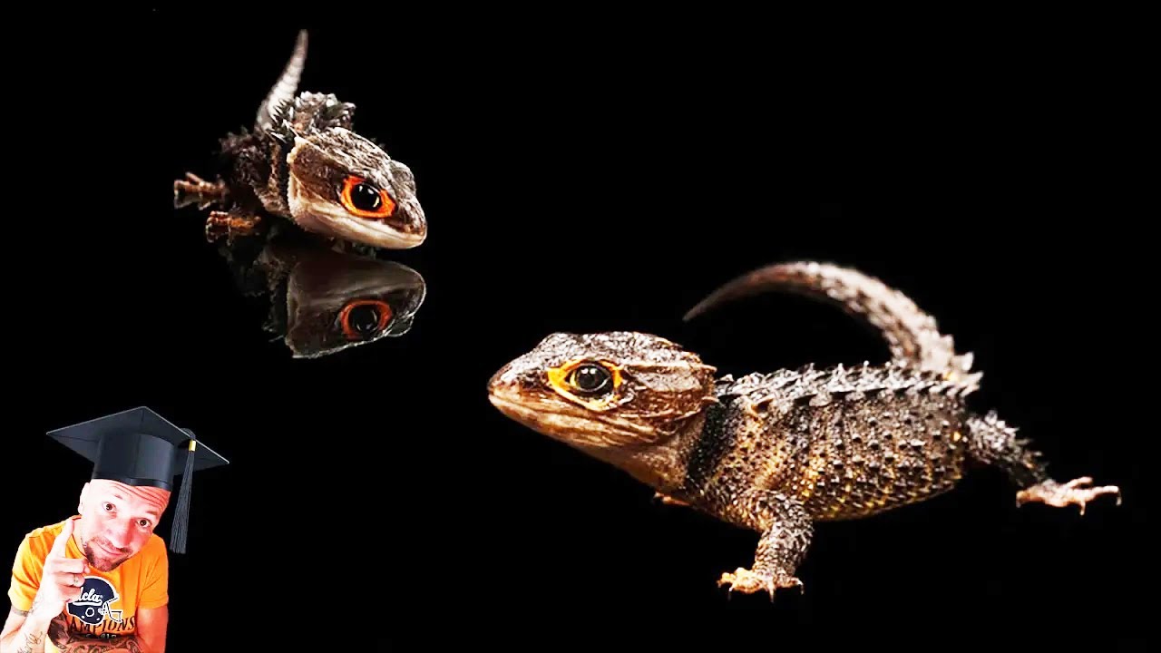 TRIBOLONOTUS GRACILIS / SCINQUE CROCODILE comment l'installer