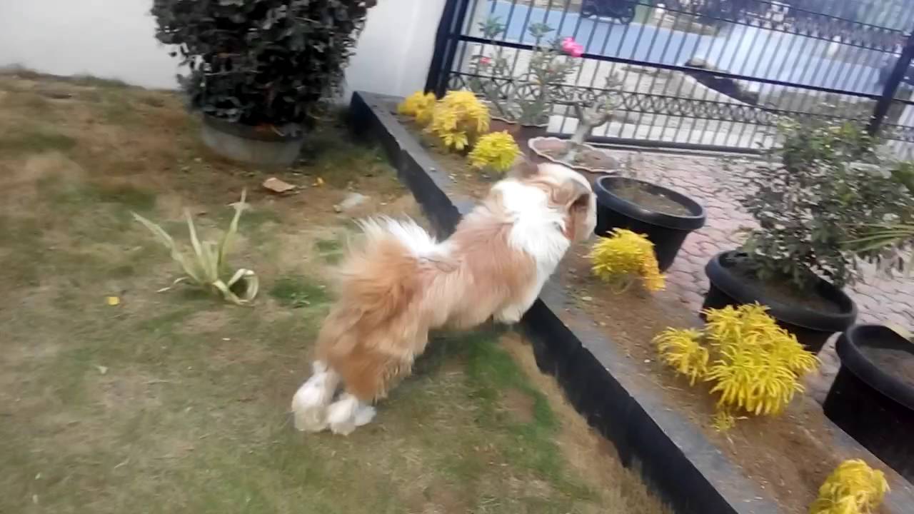 Video Lucu Dikejar Kejar Anjing YouTube