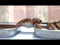 Healed in 1 minute -Rain frog's peaceful bath time