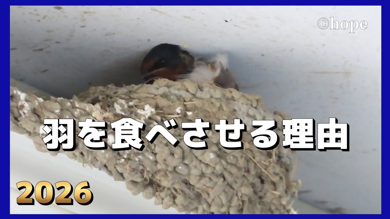 ツバメ》2026年 我が家のツバメ④｢羽を食べさせる親鳥｣【ツバメの巣は