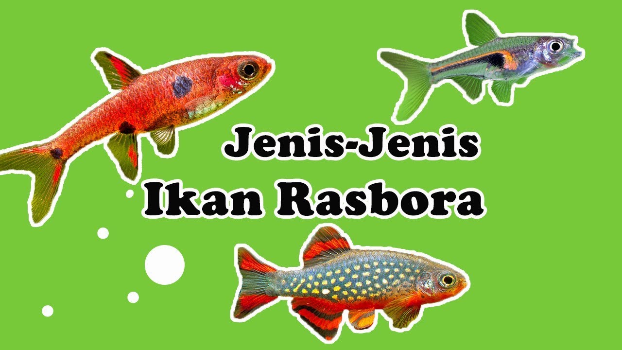14 Jenis Ikan Rasbora