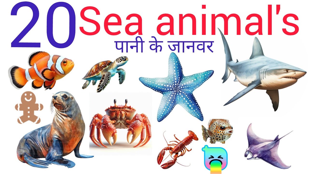 समूद्री जानवर सीखे बच्चों के लिए ।  Learn all sea animal names for kids with pictures and sound