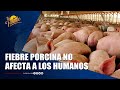 Fiebre porcina no afecta a los humanos; el consumo de carne de cerdo es seguro | Tu Tarde