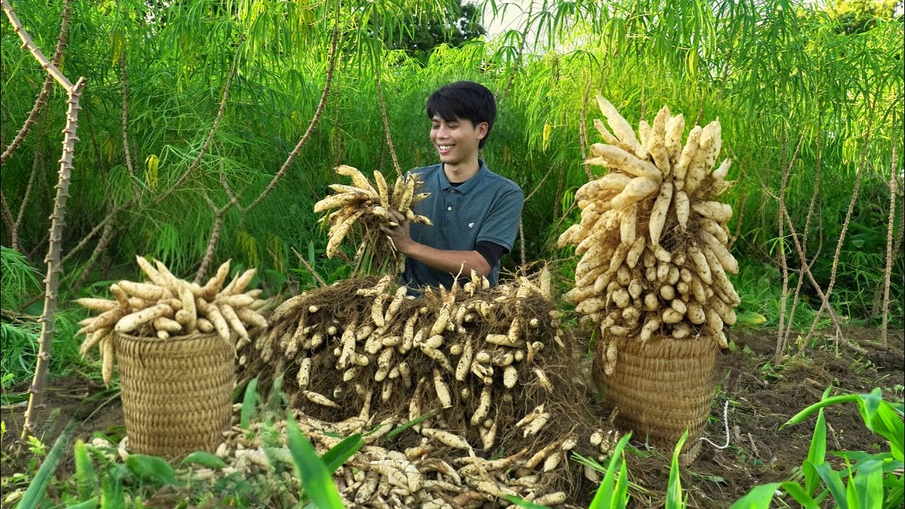 A Bountiful Day Harvesting Forest Canarium, Digging Arrowroot, and Bringing Them to the Market