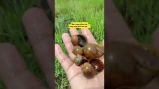 KUHOL || Libreng makakuha sa bukid ng golden apple snail. #farmlife #happyfarming #kuhol