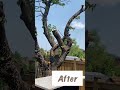 *Tree Cutting Before and After*