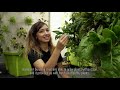 Vertical hydroponic system by Green Drops Farm (English Subtitle)