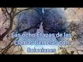 Las Ocho Etapas de las Llamas Gemelas con Soluciones