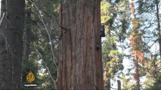 Drought starves California's giant sequoia trees